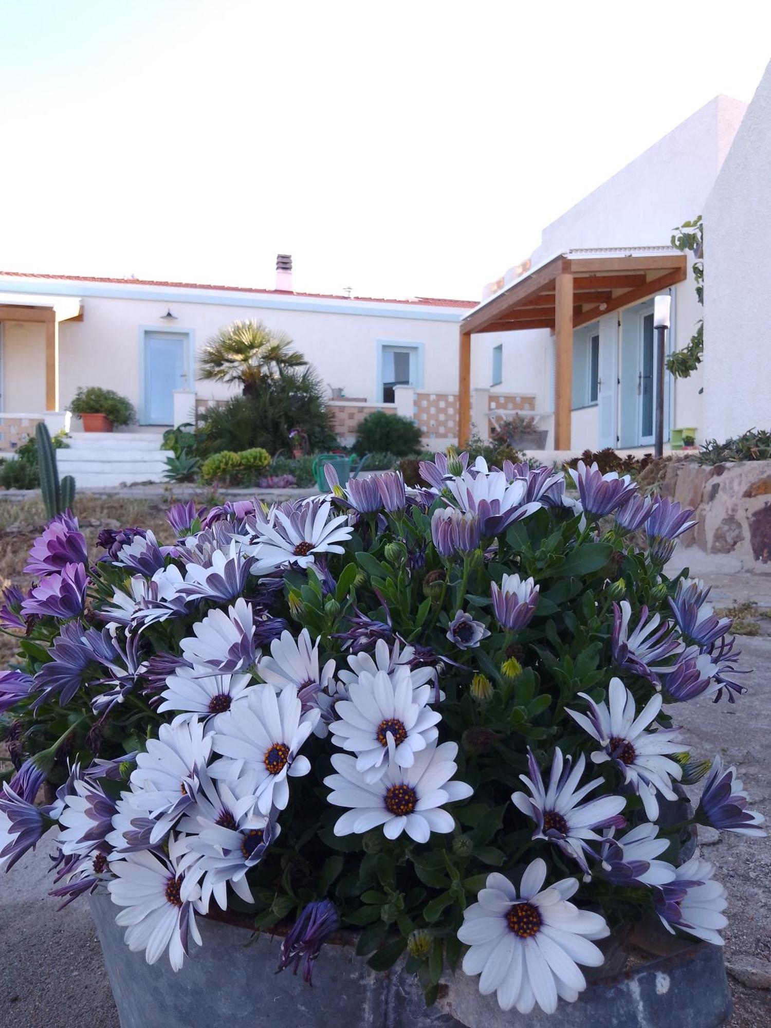Biancareddu Lispusada Agriturismo Adults Only المظهر الخارجي الصورة