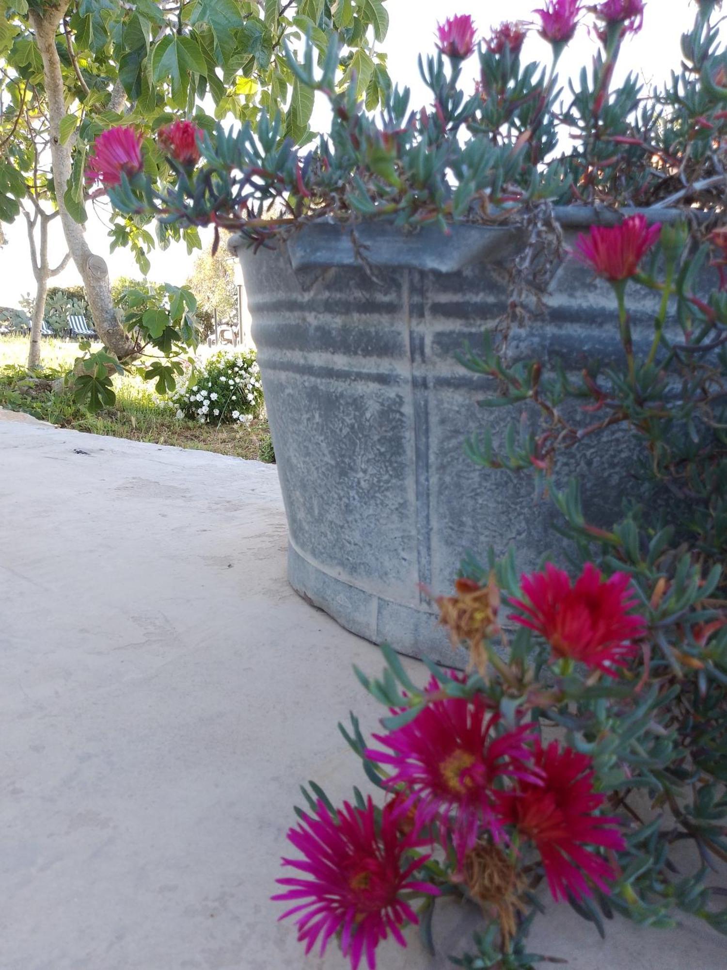 Biancareddu Lispusada Agriturismo Adults Only المظهر الخارجي الصورة